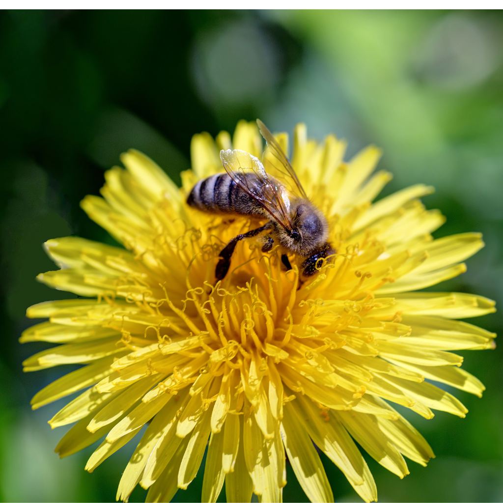 Organic Raw Dandelion Honey